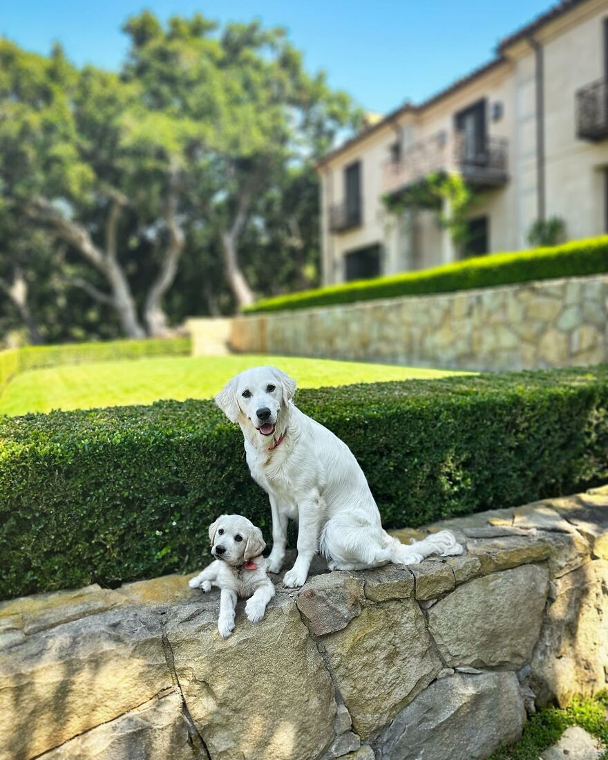 35 Heartwarming Photo Edits Bring Pets And Their Younger Versions Together, Made By This Artist (New Pics) 35 Heartwarming Photo Edits Bring Pets And Their Younger Versions Together, Made By This Artist (New Pics)