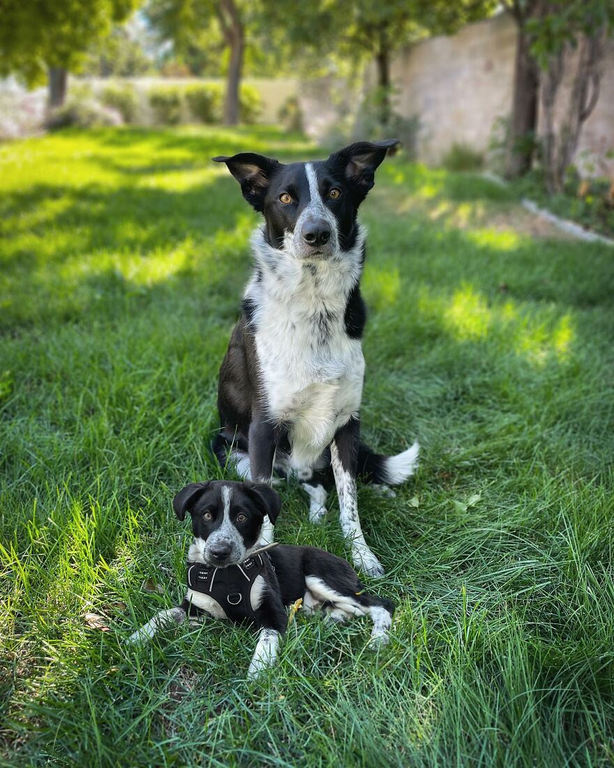 35 Heartwarming Photo Edits Bring Pets And Their Younger Versions Together, Made By This Artist (New Pics) 35 Heartwarming Photo Edits Bring Pets And Their Younger Versions Together, Made By This Artist (New Pics)