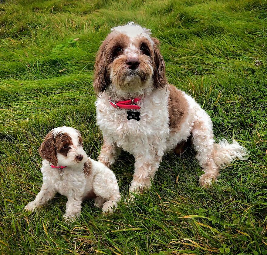 35 Heartwarming Photo Edits Bring Pets And Their Younger Versions Together, Made By This Artist (New Pics) 35 Heartwarming Photo Edits Bring Pets And Their Younger Versions Together, Made By This Artist (New Pics)