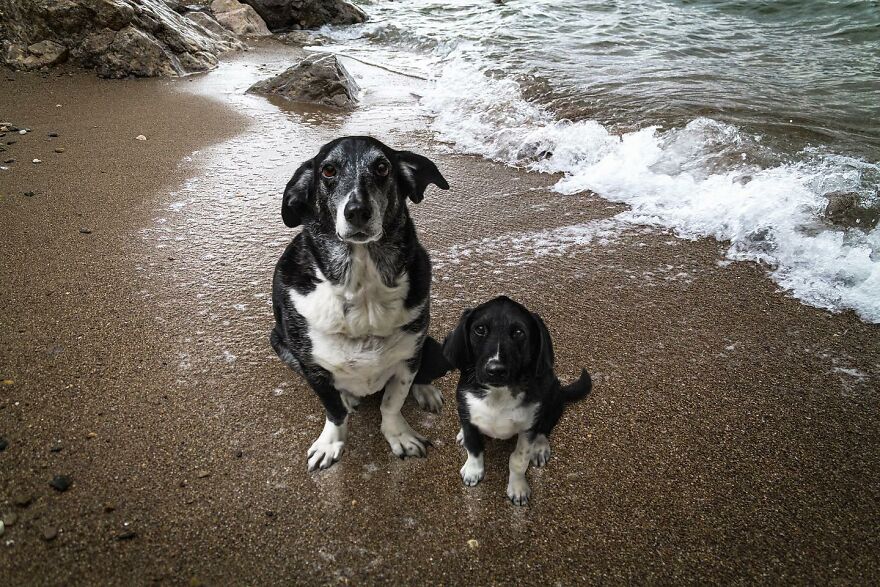 35 Heartwarming Photo Edits Bring Pets And Their Younger Versions Together, Made By This Artist (New Pics) 35 Heartwarming Photo Edits Bring Pets And Their Younger Versions Together, Made By This Artist (New Pics)