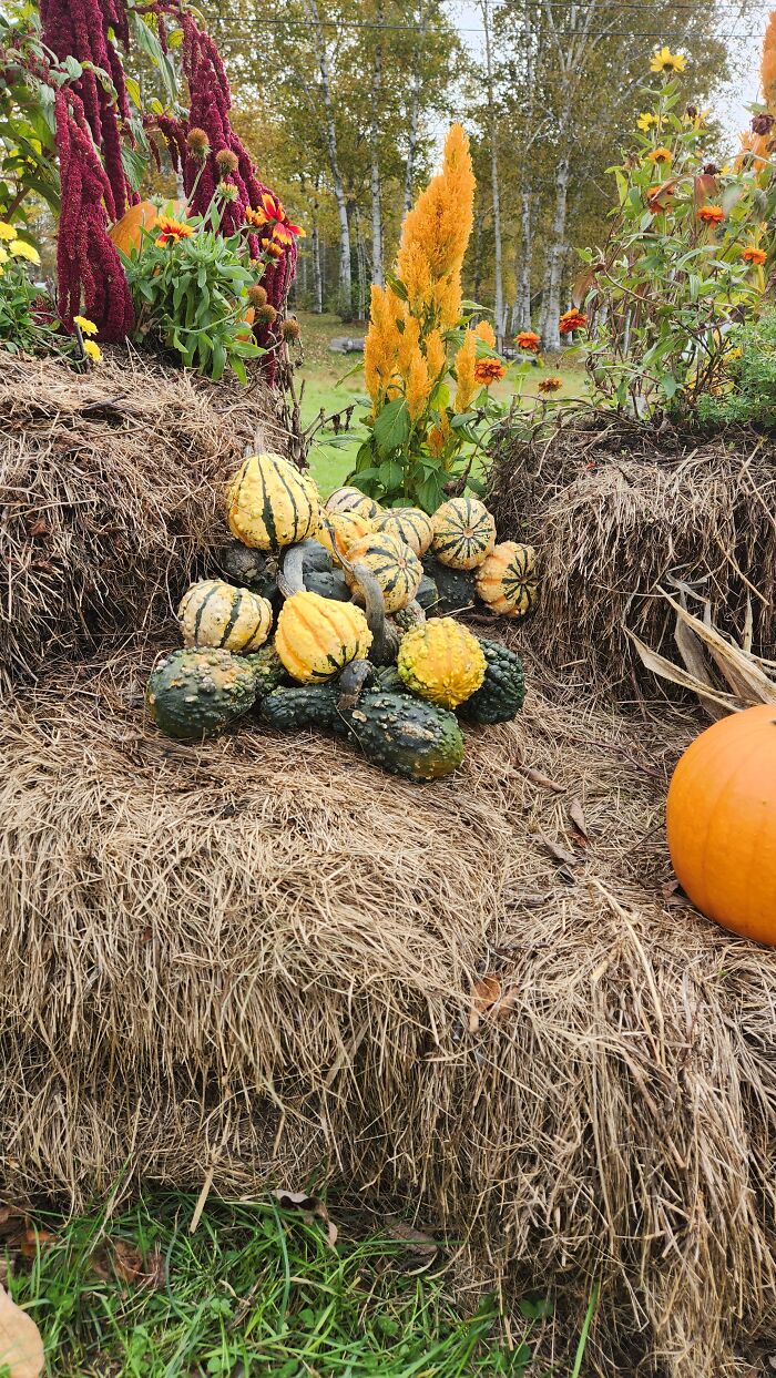 I Captured Our Festive Neighbor’s Decorations For Halloween