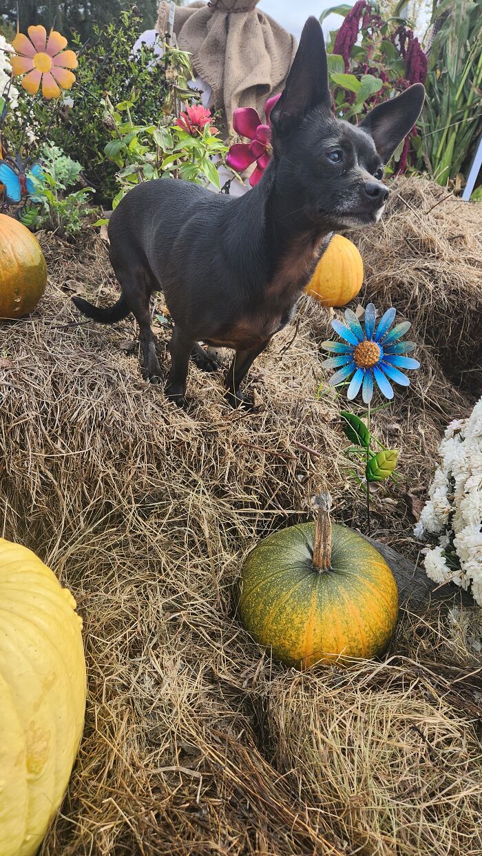 I Captured Our Festive Neighbor’s Decorations For Halloween