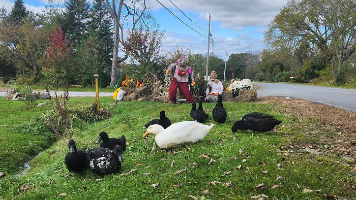 I Captured Our Festive Neighbor’s Decorations For Halloween