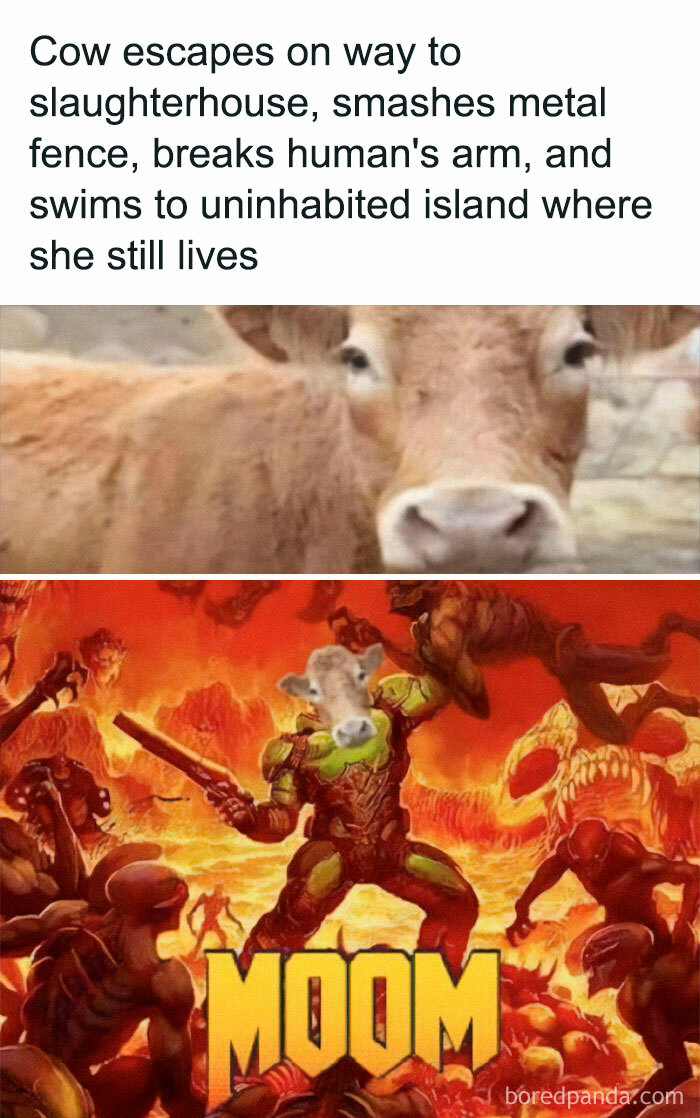 50 Epic Moments When People Spotted Someone Or Something Reach ‘Boss’ Level (New Pics) 50 Epic Moments When People Spotted Someone Or Something Reach ‘Boss’ Level (New Pics)