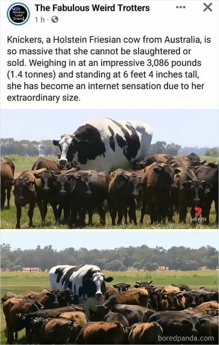 50 Epic Moments When People Spotted Someone Or Something Reach ‘Boss’ Level (New Pics) 50 Epic Moments When People Spotted Someone Or Something Reach ‘Boss’ Level (New Pics)