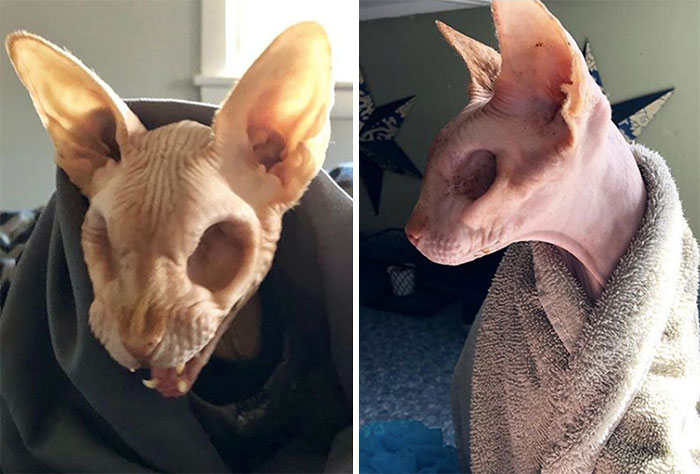 50 Epic Moments When People Spotted Someone Or Something Reach ‘Boss’ Level (New Pics) 50 Epic Moments When People Spotted Someone Or Something Reach ‘Boss’ Level (New Pics)