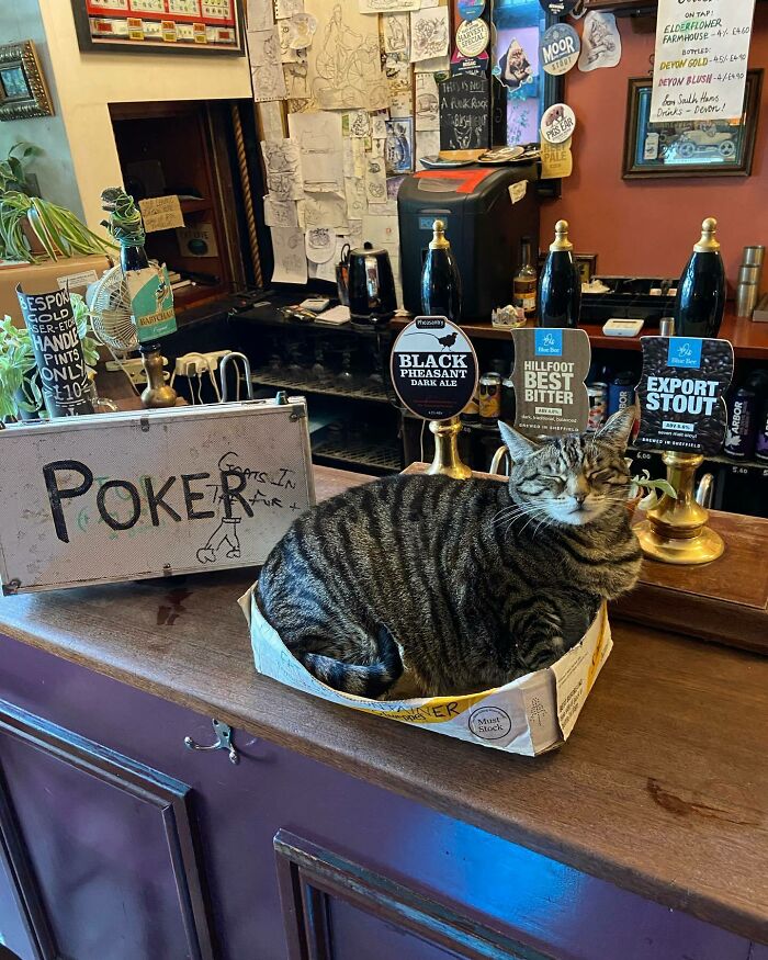Man Opens A Pub, Starts Taking Stray Kitties In And Ends Up With Bristol’s First Cat Pub Man Opens A Pub, Starts Taking Stray Kitties In And Ends Up With Bristol’s First Cat Pub