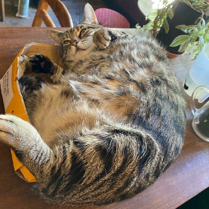 Man Opens A Pub, Starts Taking Stray Kitties In And Ends Up With Bristol’s First Cat Pub Man Opens A Pub, Starts Taking Stray Kitties In And Ends Up With Bristol’s First Cat Pub