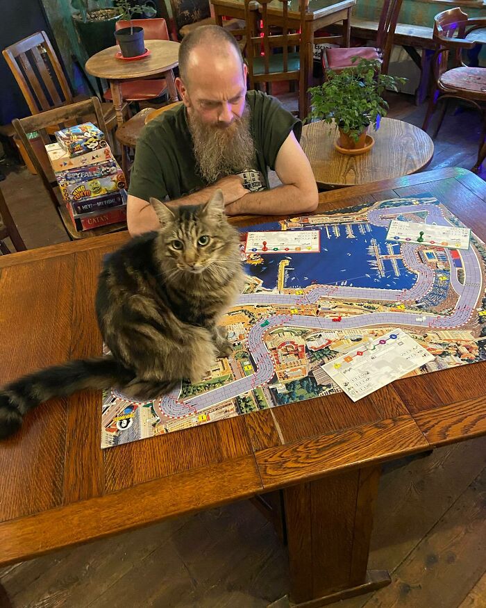 Man Opens A Pub, Starts Taking Stray Kitties In And Ends Up With Bristol’s First Cat Pub Man Opens A Pub, Starts Taking Stray Kitties In And Ends Up With Bristol’s First Cat Pub