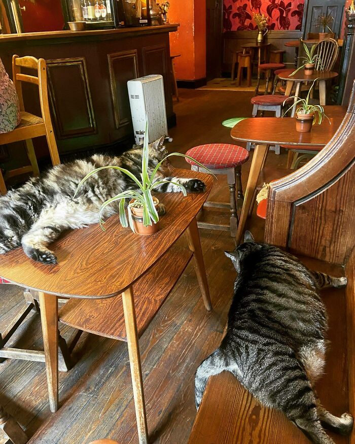 Man Opens A Pub, Starts Taking Stray Kitties In And Ends Up With Bristol’s First Cat Pub Man Opens A Pub, Starts Taking Stray Kitties In And Ends Up With Bristol’s First Cat Pub