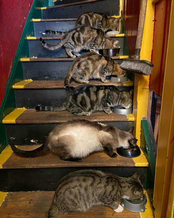 Man Opens A Pub, Starts Taking Stray Kitties In And Ends Up With Bristol’s First Cat Pub Man Opens A Pub, Starts Taking Stray Kitties In And Ends Up With Bristol’s First Cat Pub