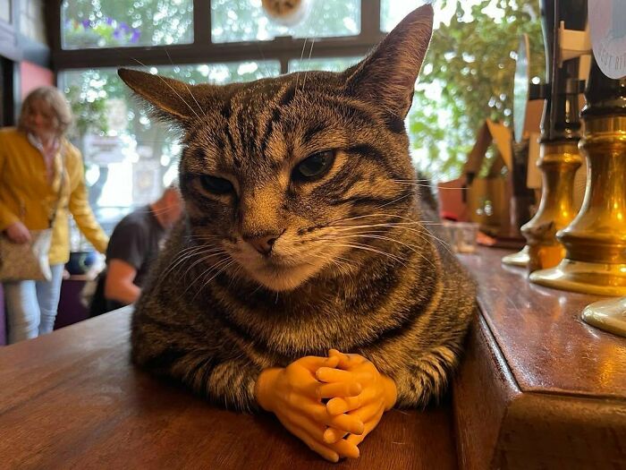 Man Opens A Pub, Starts Taking Stray Kitties In And Ends Up With Bristol’s First Cat Pub Man Opens A Pub, Starts Taking Stray Kitties In And Ends Up With Bristol’s First Cat Pub
