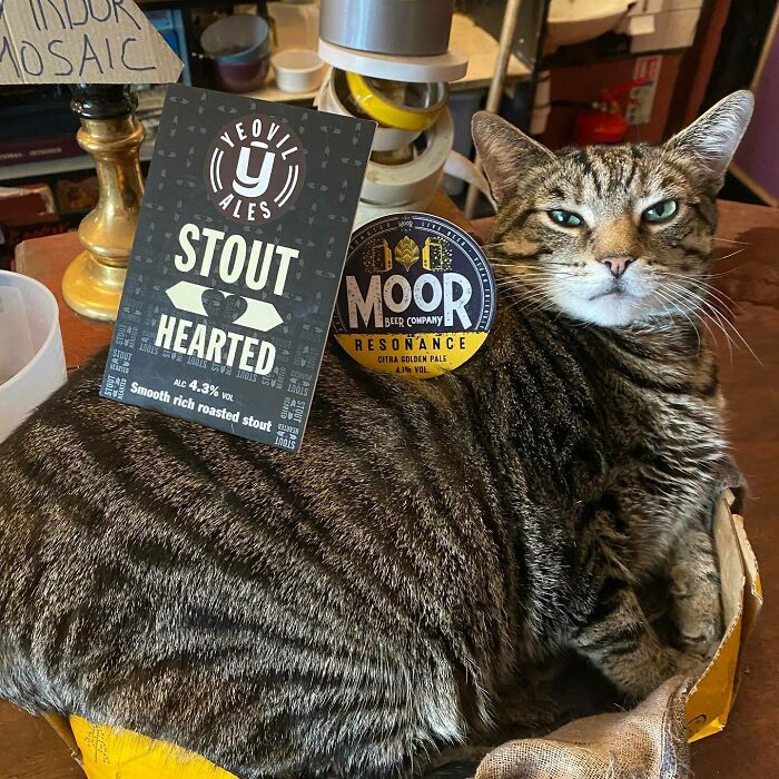 Man Opens A Pub, Starts Taking Stray Kitties In And Ends Up With Bristol’s First Cat Pub Man Opens A Pub, Starts Taking Stray Kitties In And Ends Up With Bristol’s First Cat Pub