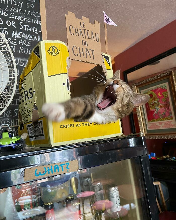Man Opens A Pub, Starts Taking Stray Kitties In And Ends Up With Bristol’s First Cat Pub Man Opens A Pub, Starts Taking Stray Kitties In And Ends Up With Bristol’s First Cat Pub