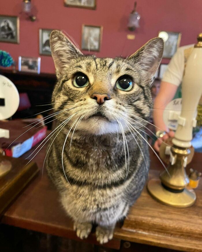 Man Opens A Pub, Starts Taking Stray Kitties In And Ends Up With Bristol’s First Cat Pub Man Opens A Pub, Starts Taking Stray Kitties In And Ends Up With Bristol’s First Cat Pub