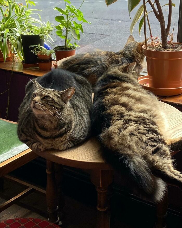 Man Opens A Pub, Starts Taking Stray Kitties In And Ends Up With Bristol’s First Cat Pub Man Opens A Pub, Starts Taking Stray Kitties In And Ends Up With Bristol’s First Cat Pub