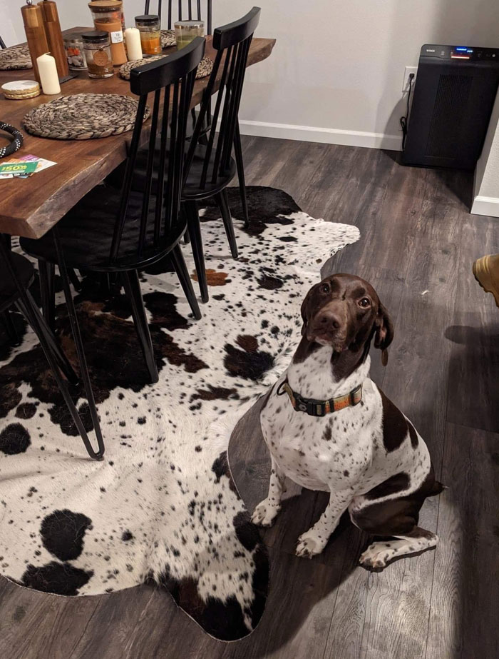 50 Things That Matched Their Surroundings So Well, They Made People Do A Double Take (New Pics) 50 Things That Matched Their Surroundings So Well, They Made People Do A Double Take (New Pics)