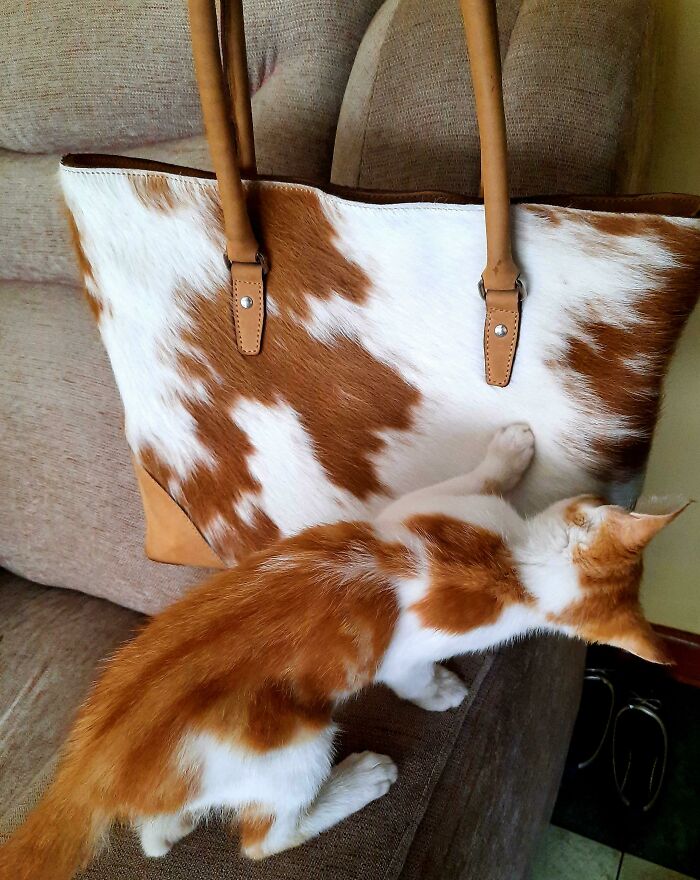 50 Things That Matched Their Surroundings So Well, They Made People Do A Double Take (New Pics) 50 Things That Matched Their Surroundings So Well, They Made People Do A Double Take (New Pics)