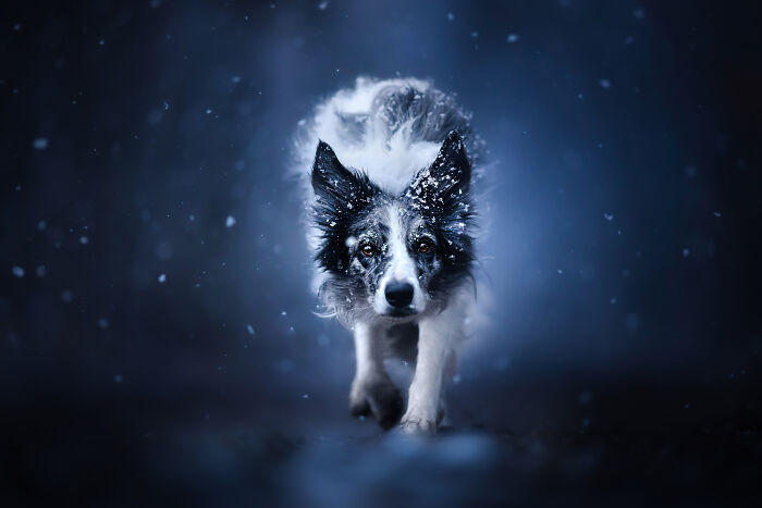 International Pet Photographer Of The Year Awards: 50 Best Images Of 2023 International Pet Photographer Of The Year Awards: 50 Best Images Of 2023