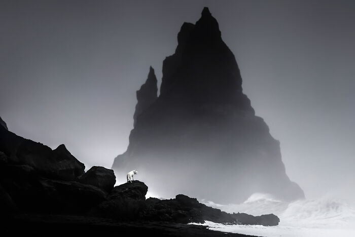 International Pet Photographer Of The Year Awards: 50 Best Images Of 2023 International Pet Photographer Of The Year Awards: 50 Best Images Of 2023