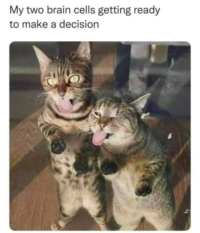 I Collected Cat Memes To Get You Through Today (16 Pics)