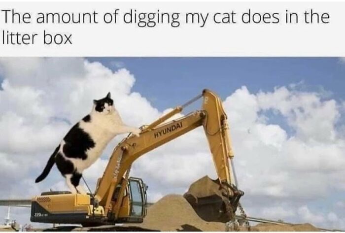 I Collected Cat Memes To Get You Through Today (16 Pics)