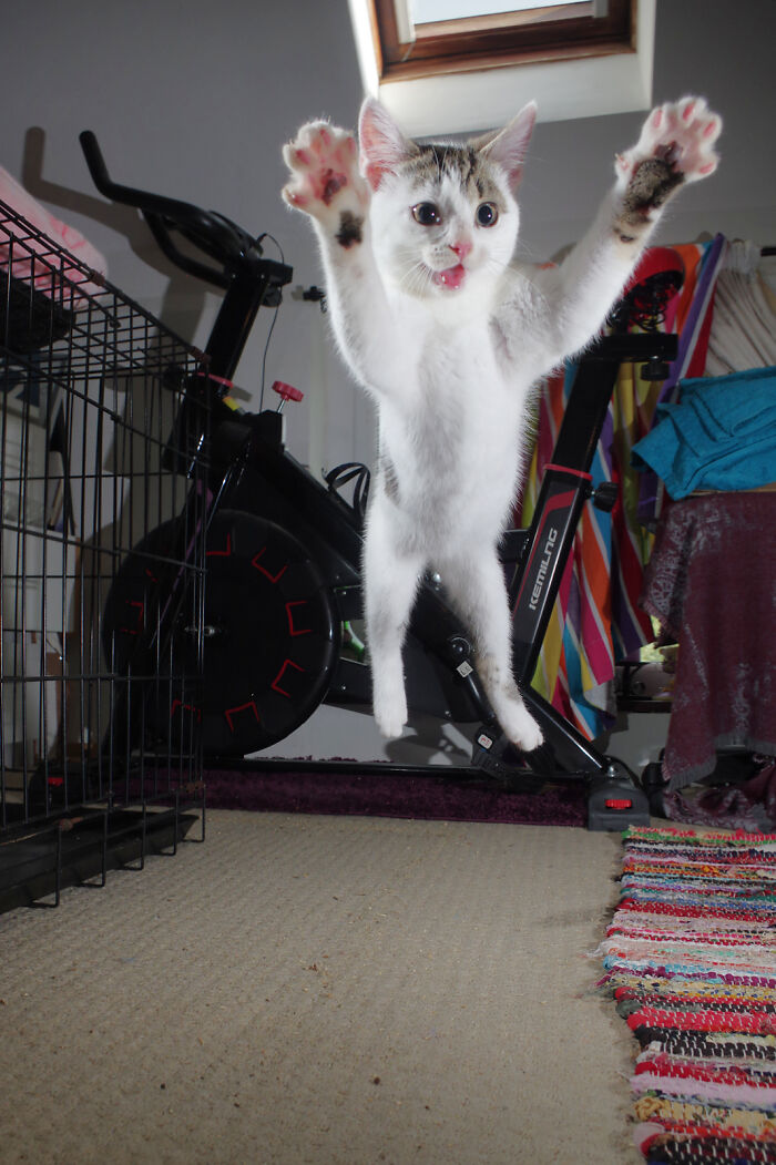 Our Story Of Adopting Two Feral Kittens Our Story Of Adopting Two Feral Kittens