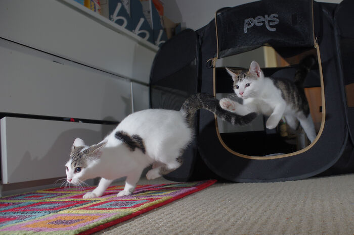 Our Story Of Adopting Two Feral Kittens Our Story Of Adopting Two Feral Kittens