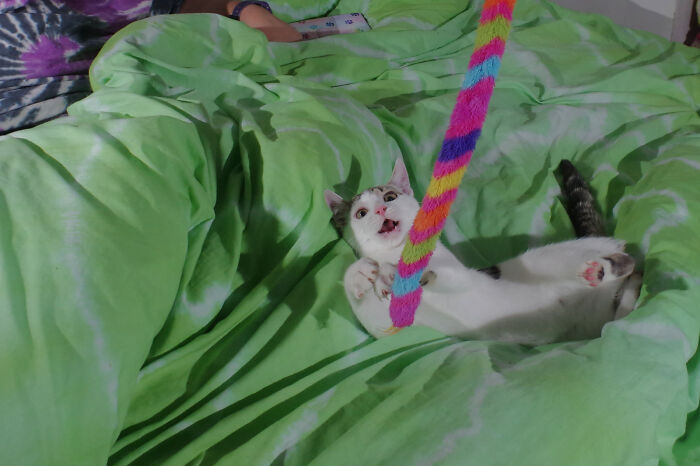 Our Story Of Adopting Two Feral Kittens Our Story Of Adopting Two Feral Kittens