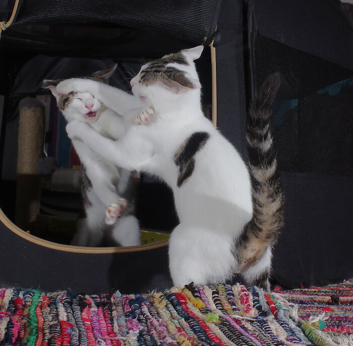 Our Story Of Adopting Two Feral Kittens Our Story Of Adopting Two Feral Kittens