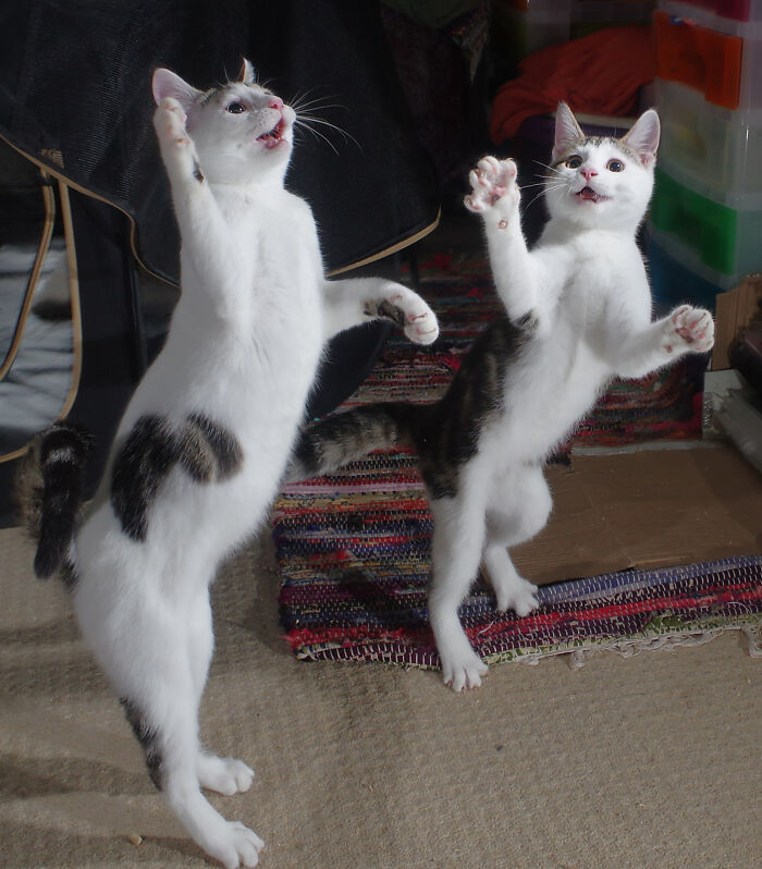 Our Story Of Adopting Two Feral Kittens Our Story Of Adopting Two Feral Kittens