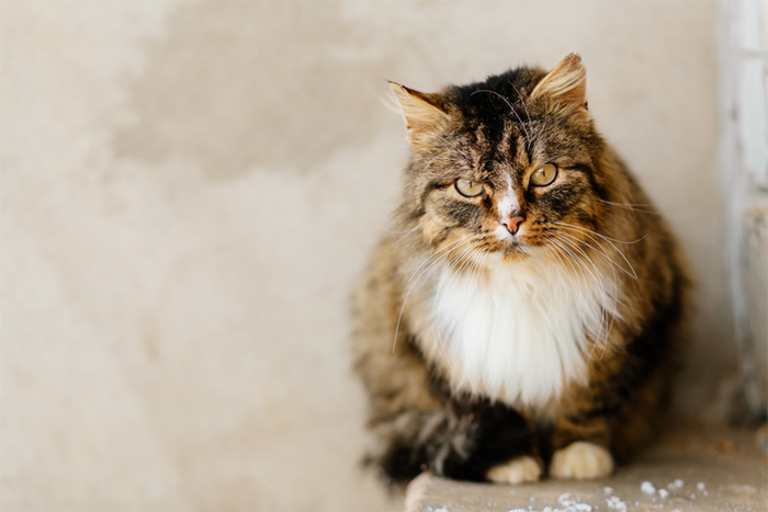 Couple Assumes New Neighbors Are Mexican, Makes Their Lives Hell Until The Day They Lose Patience Couple Assumes New Neighbors Are Mexican, Makes Their Lives Hell Until The Day They Lose Patience