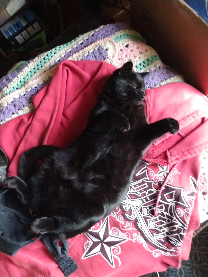 Hey Pandas, Post Pictures Of The Best Cat Sleep Positions You’ve Captured Hey Pandas, Post Pictures Of The Best Cat Sleep Positions You’ve Captured