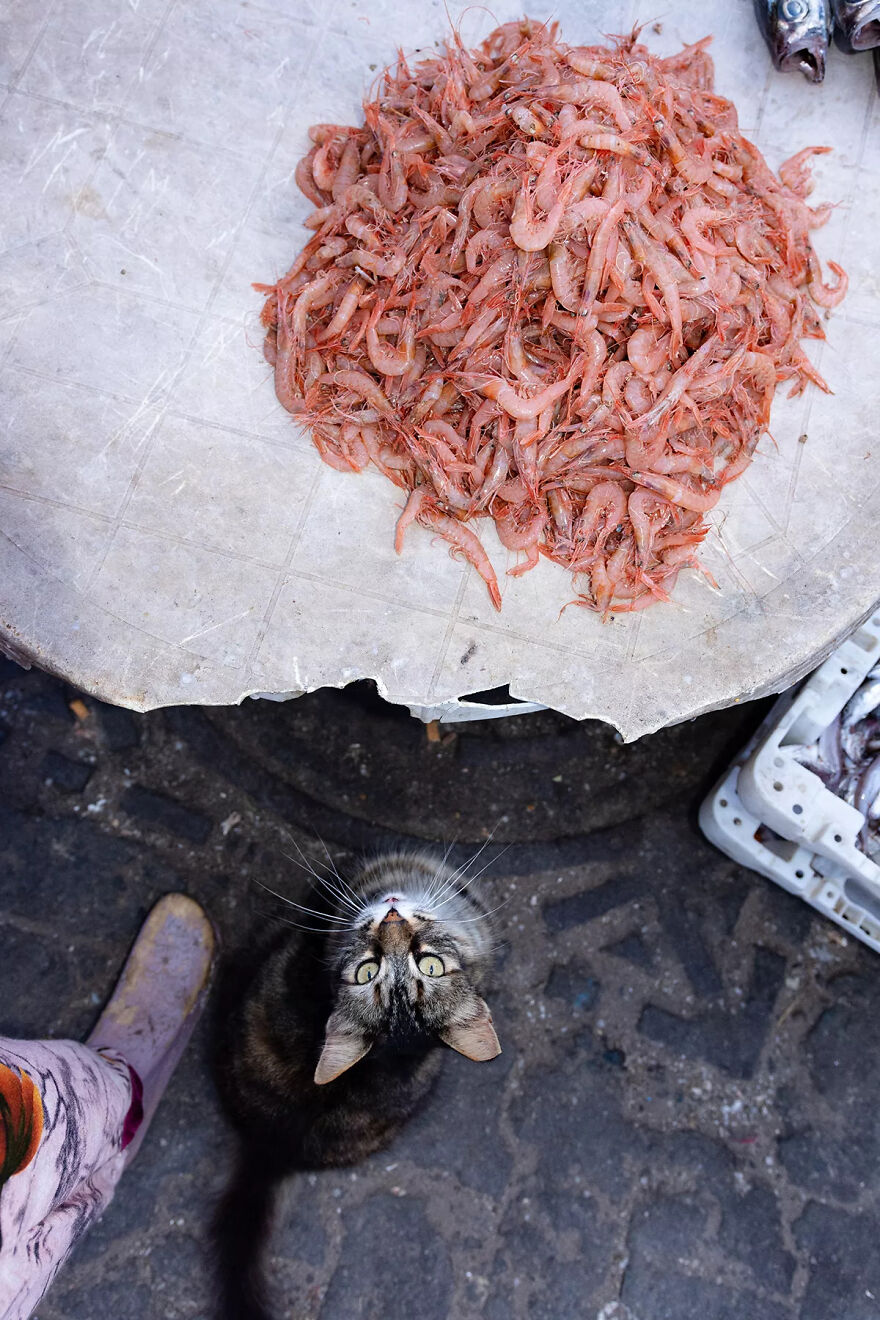 I Photographed Stray Cats Hours Before An Earthquake In Morocco, And Here’s The Result (40 Pics) I Photographed Stray Cats Hours Before An Earthquake In Morocco, And Here’s The Result (40 Pics)