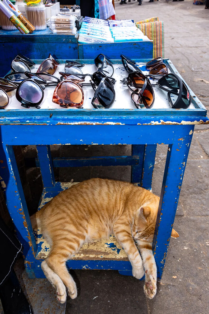 I Photographed Stray Cats Hours Before An Earthquake In Morocco, And Here’s The Result (40 Pics) I Photographed Stray Cats Hours Before An Earthquake In Morocco, And Here’s The Result (40 Pics)
