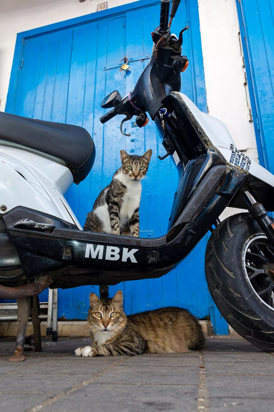 I Photographed Stray Cats Hours Before An Earthquake In Morocco, And Here’s The Result (40 Pics) I Photographed Stray Cats Hours Before An Earthquake In Morocco, And Here’s The Result (40 Pics)