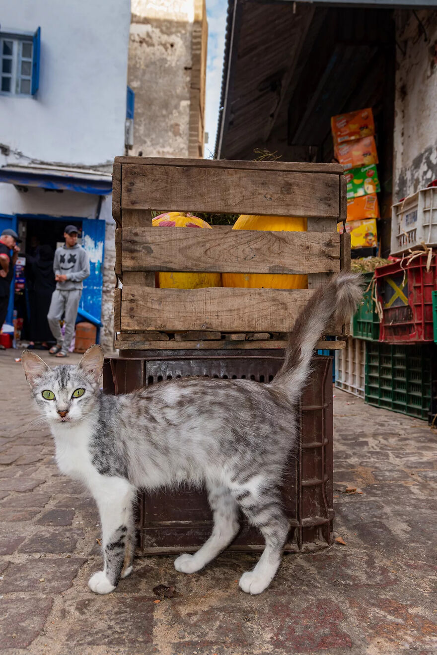 I Photographed Stray Cats Hours Before An Earthquake In Morocco, And Here’s The Result (40 Pics) I Photographed Stray Cats Hours Before An Earthquake In Morocco, And Here’s The Result (40 Pics)