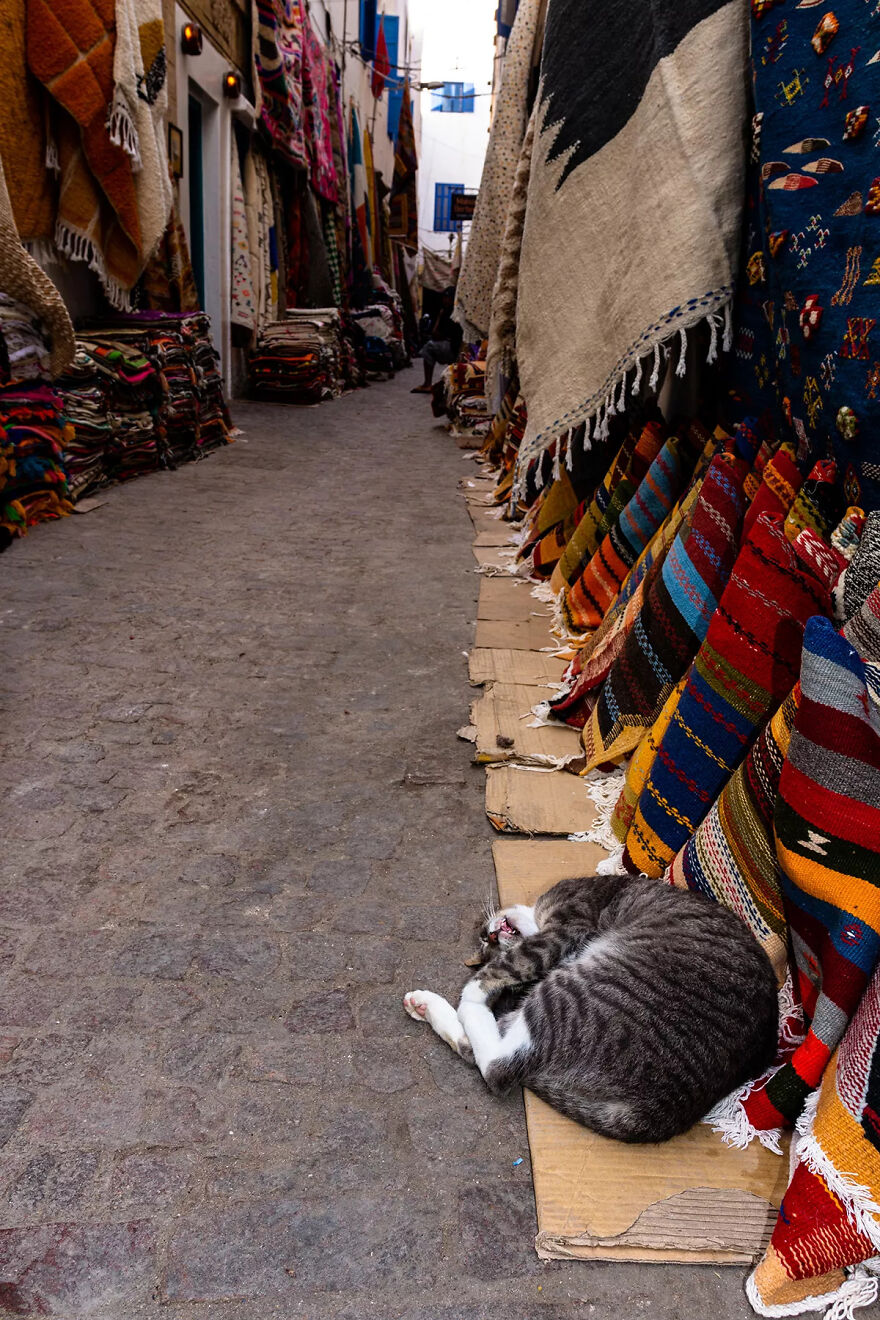 I Photographed Stray Cats Hours Before An Earthquake In Morocco, And Here’s The Result (40 Pics) I Photographed Stray Cats Hours Before An Earthquake In Morocco, And Here’s The Result (40 Pics)