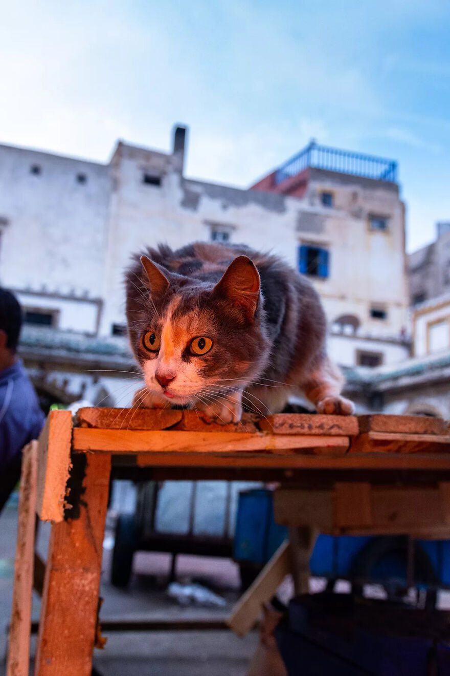 I Photographed Stray Cats Hours Before An Earthquake In Morocco, And Here’s The Result (40 Pics) I Photographed Stray Cats Hours Before An Earthquake In Morocco, And Here’s The Result (40 Pics)
