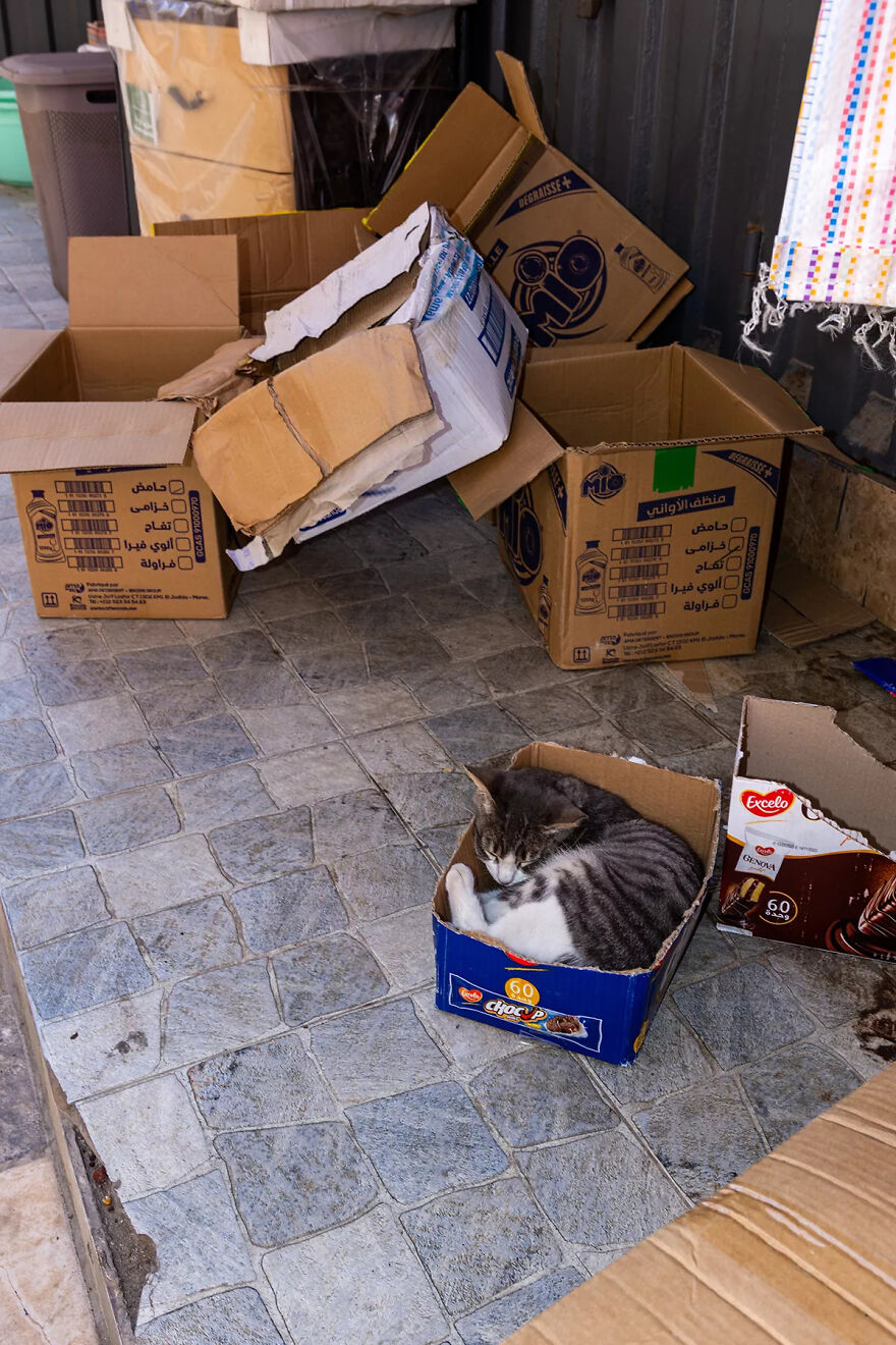 I Photographed Stray Cats Hours Before An Earthquake In Morocco, And Here’s The Result (40 Pics) I Photographed Stray Cats Hours Before An Earthquake In Morocco, And Here’s The Result (40 Pics)