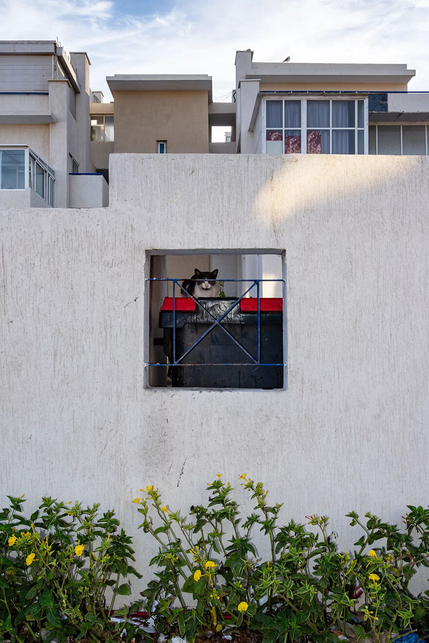 I Photographed Stray Cats Hours Before An Earthquake In Morocco, And Here’s The Result (40 Pics) I Photographed Stray Cats Hours Before An Earthquake In Morocco, And Here’s The Result (40 Pics)