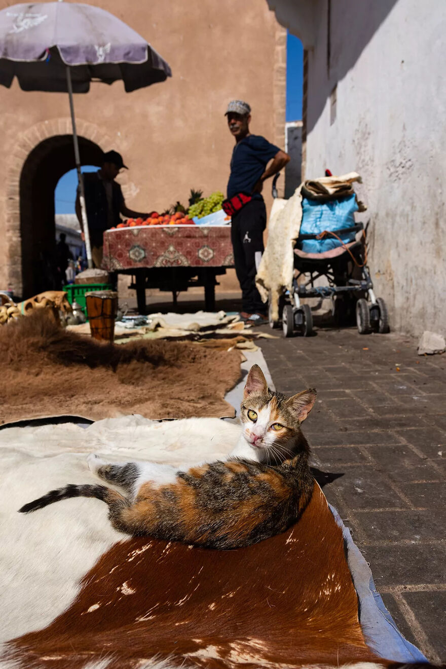 I Photographed Stray Cats Hours Before An Earthquake In Morocco, And Here’s The Result (40 Pics) I Photographed Stray Cats Hours Before An Earthquake In Morocco, And Here’s The Result (40 Pics)