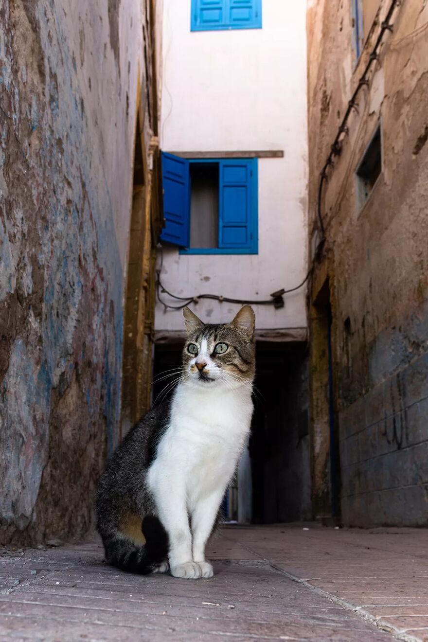 I Photographed Stray Cats Hours Before An Earthquake In Morocco, And Here’s The Result (40 Pics) I Photographed Stray Cats Hours Before An Earthquake In Morocco, And Here’s The Result (40 Pics)