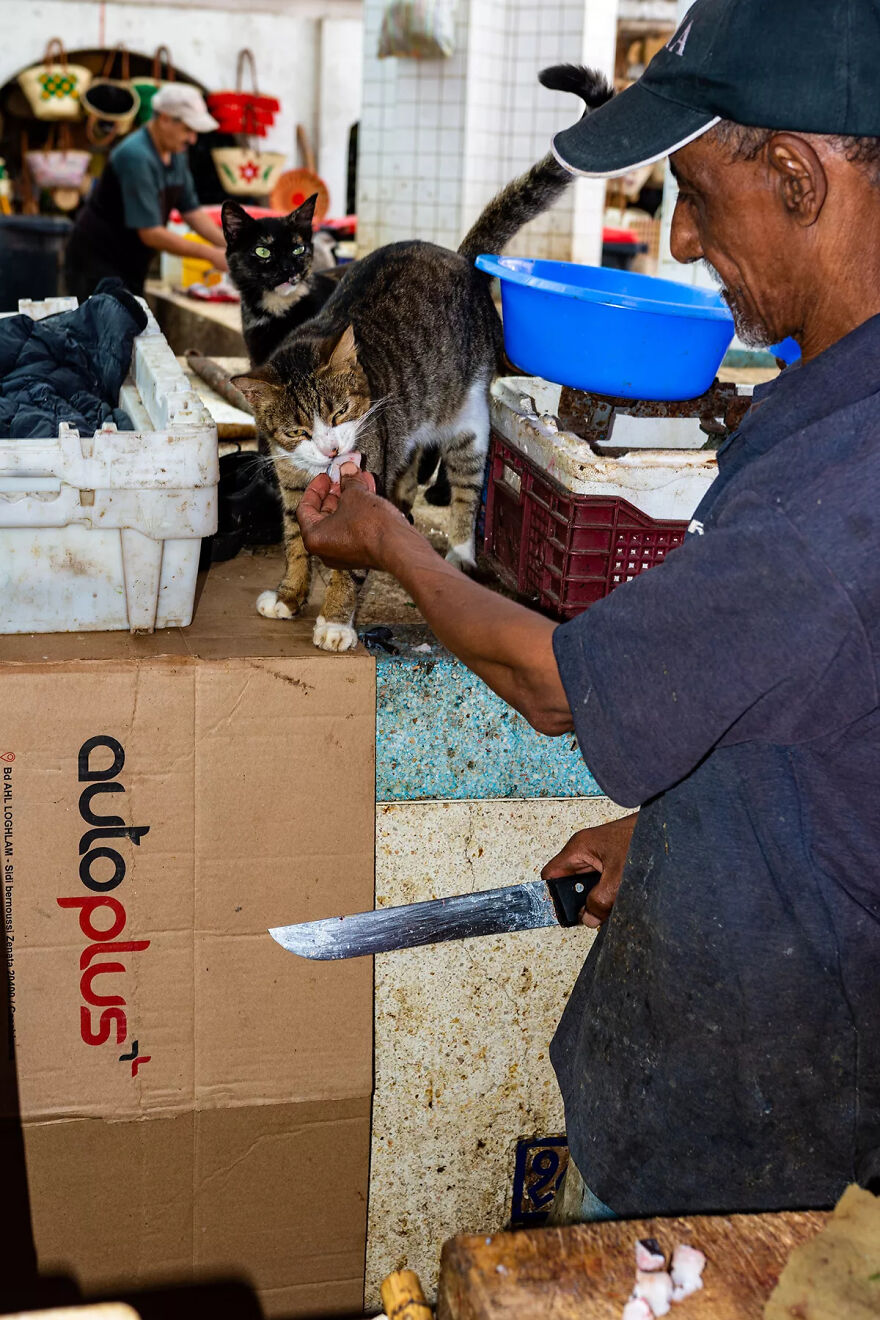 I Photographed Stray Cats Hours Before An Earthquake In Morocco, And Here’s The Result (40 Pics) I Photographed Stray Cats Hours Before An Earthquake In Morocco, And Here’s The Result (40 Pics)