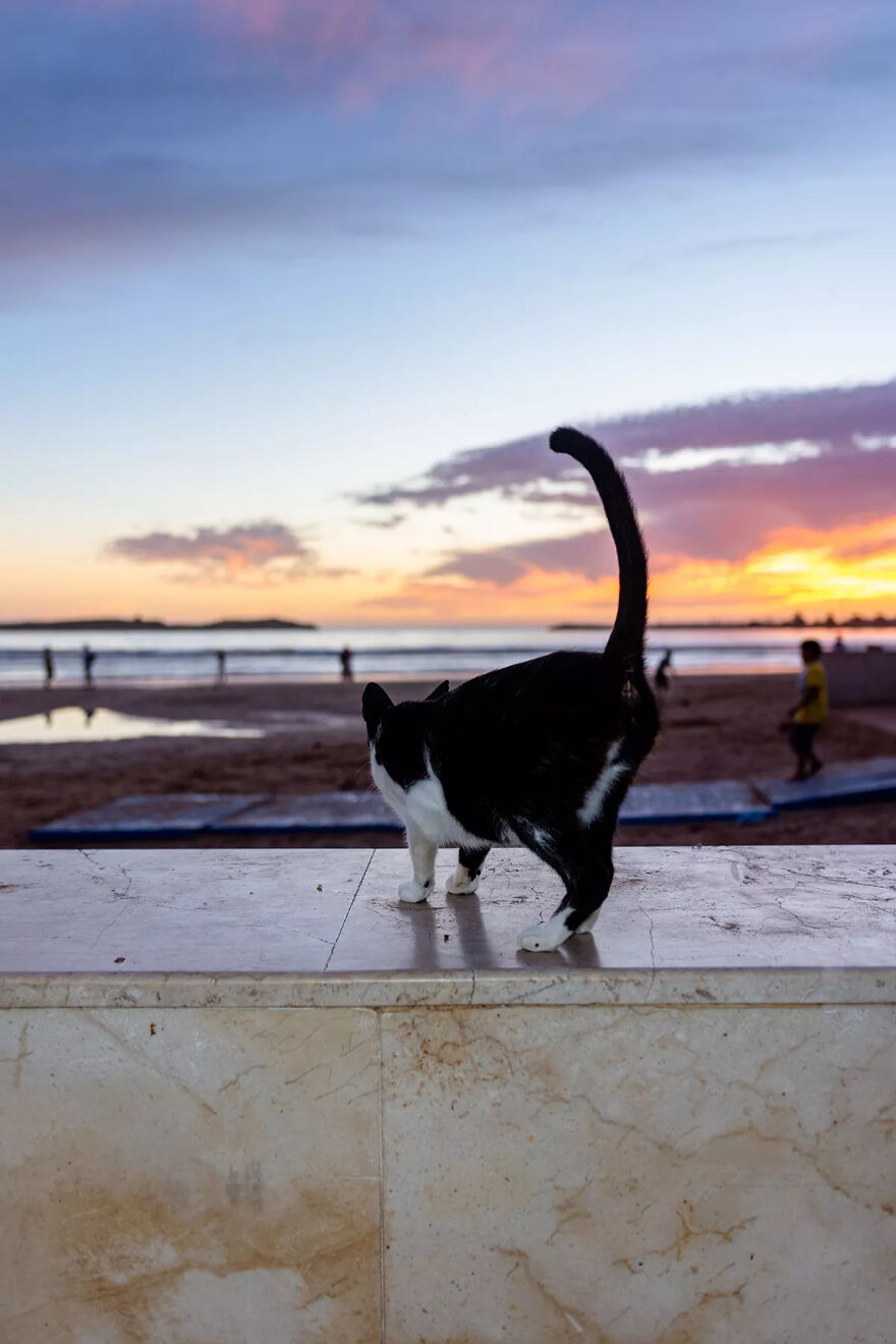 I Photographed Stray Cats Hours Before An Earthquake In Morocco, And Here’s The Result (40 Pics) I Photographed Stray Cats Hours Before An Earthquake In Morocco, And Here’s The Result (40 Pics)