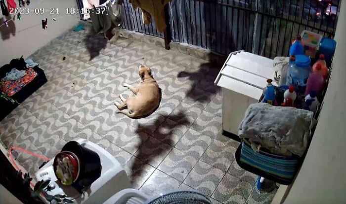 This Owner Got Scared After Seeing What Appeared To Be Her Dog Levitating In Home Camera Footage