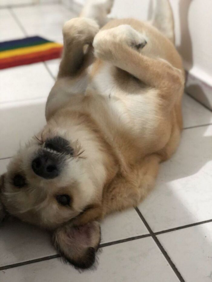 This Owner Got Scared After Seeing What Appeared To Be Her Dog Levitating In Home Camera Footage