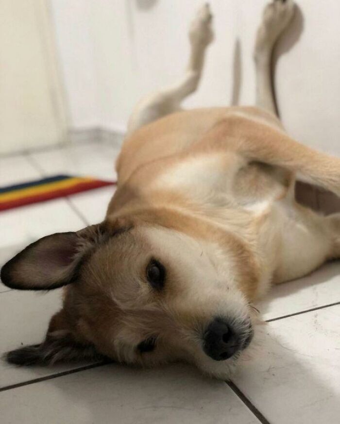 This Owner Got Scared After Seeing What Appeared To Be Her Dog Levitating In Home Camera Footage