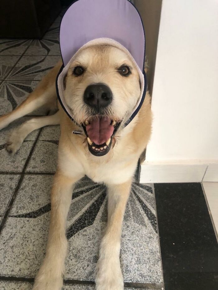 This Owner Got Scared After Seeing What Appeared To Be Her Dog Levitating In Home Camera Footage