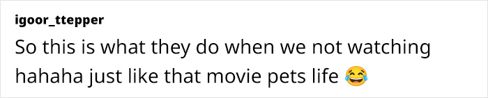 This Owner Got Scared After Seeing What Appeared To Be Her Dog Levitating In Home Camera Footage